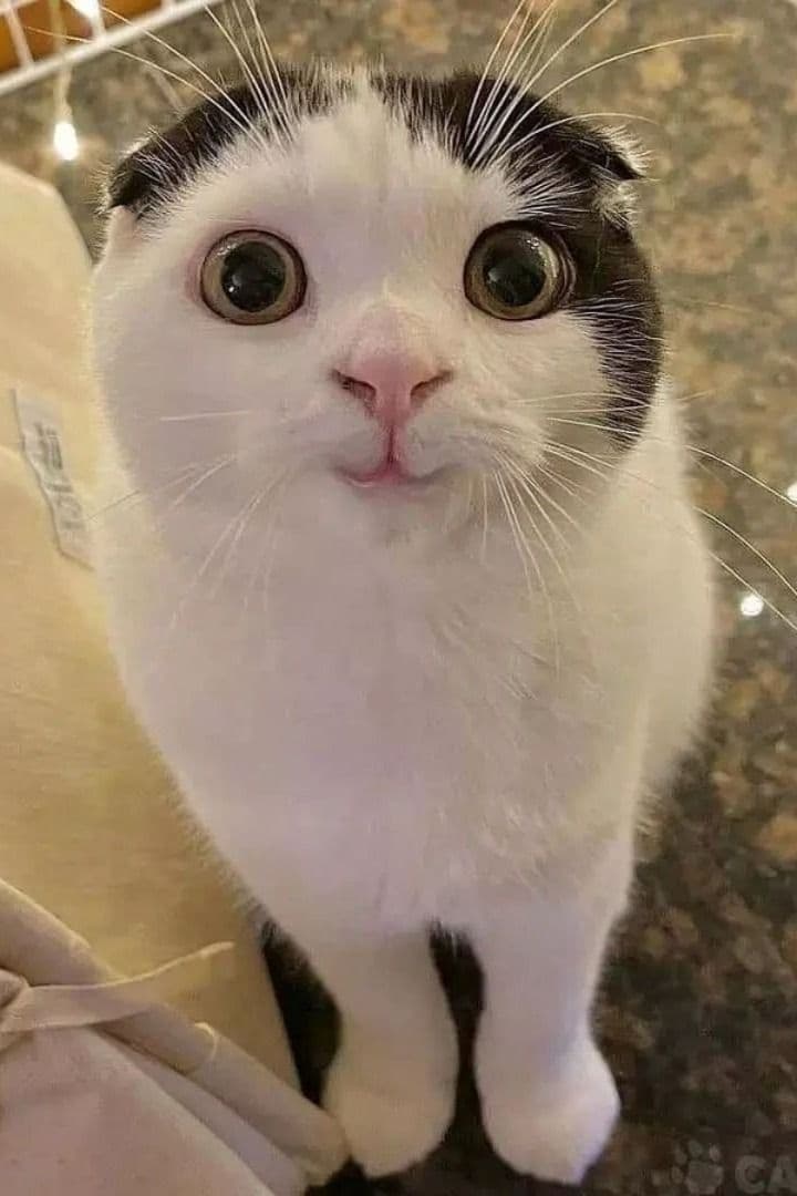 Before: Cat Portrait