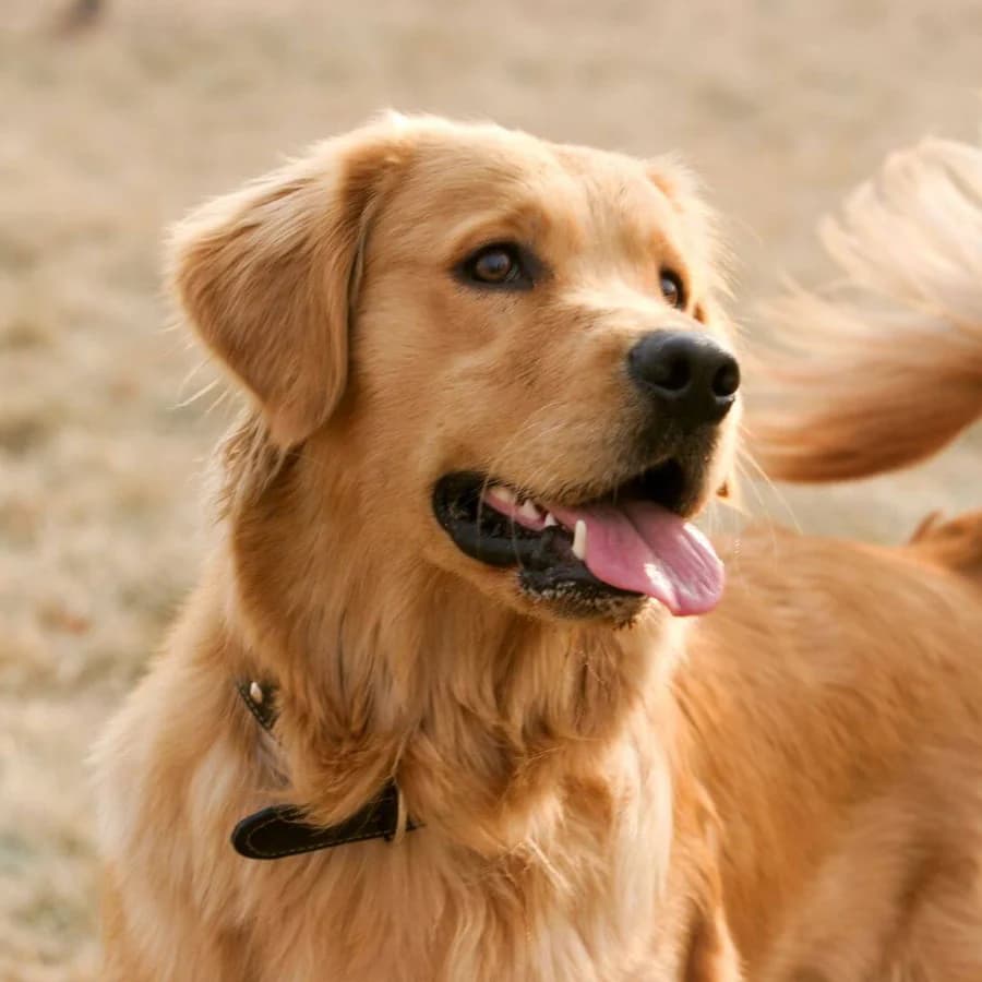 Before: Dog Portrait