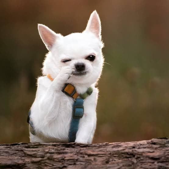 Before: Dog Portrait