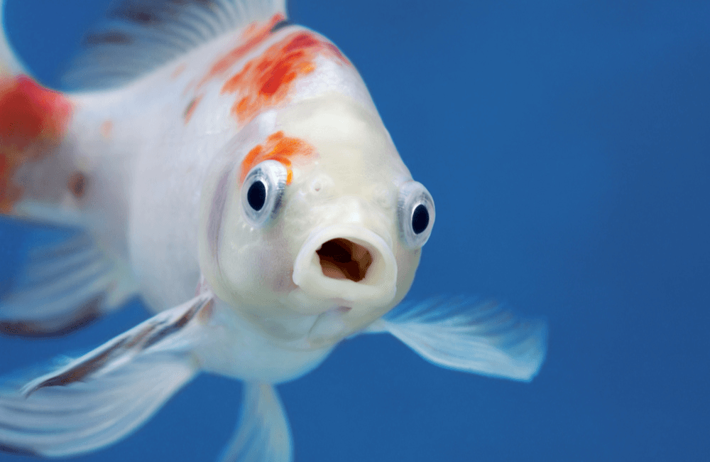Before: Fish Portrait