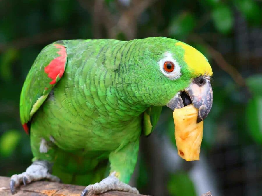 Before: Parrot Portrait